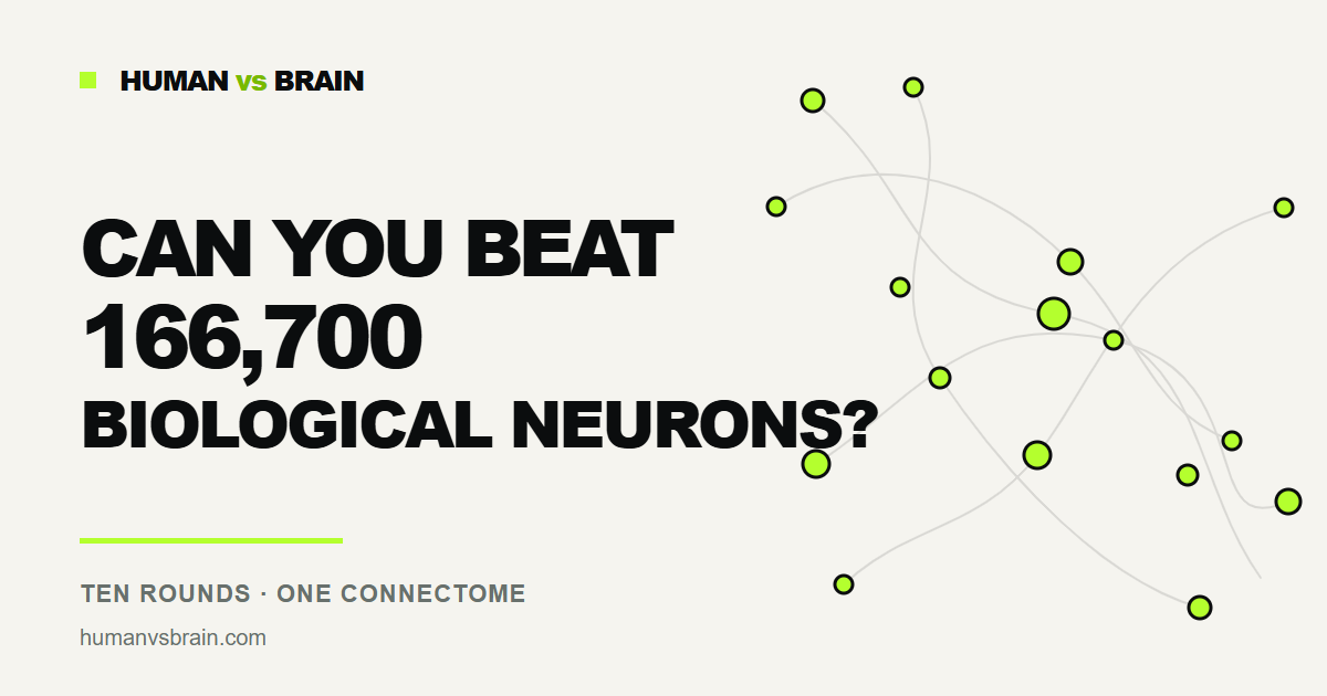 I´ve built a simple game where the opponent is the fruit-fly brain